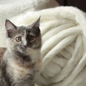 Meet your Posher, Cherie